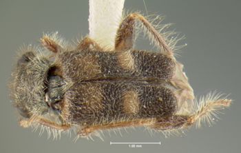 Media type: image;   Entomology 24282 Aspect: habitus dorsal view